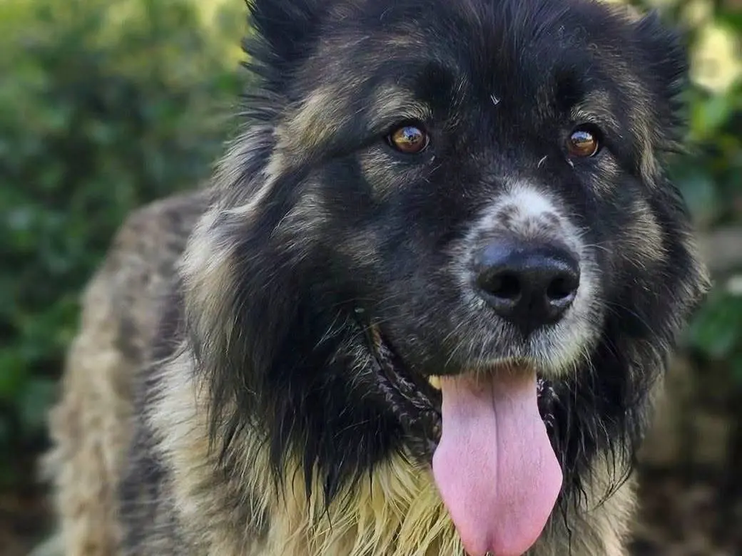 Adozione cane, femmina, Razza sconosciuta Razza sconosciuta, 2 anni e 9 mesi, taglia grande, Crotone