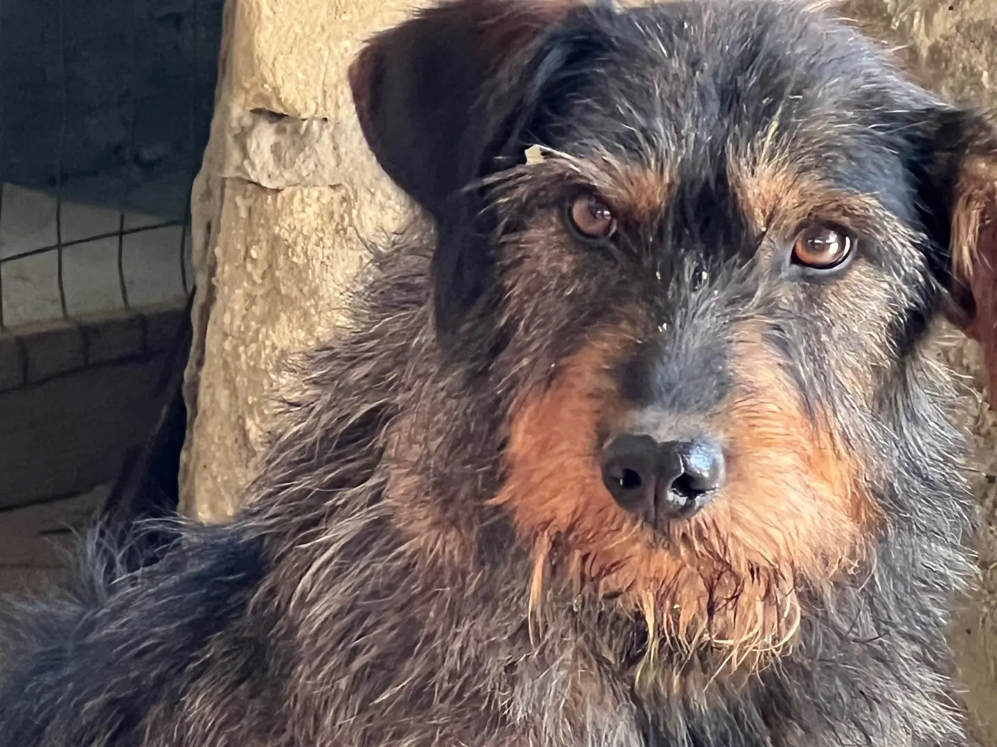 Adotta un cane, maschio, 5 anni e 10 mesi, Enna