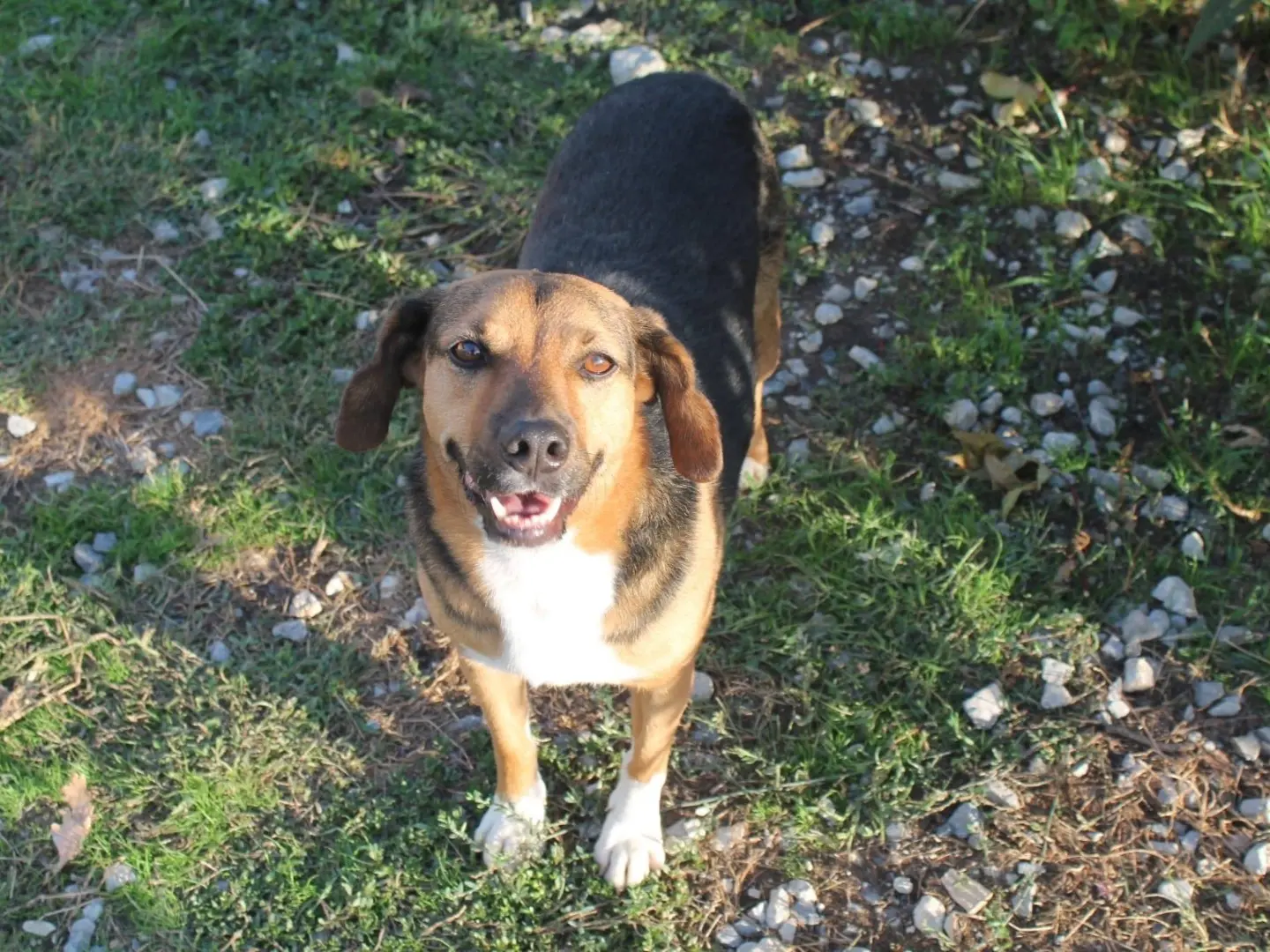 Adotta un cane, maschio, 9 anni e 11 mesi, Catanzaro