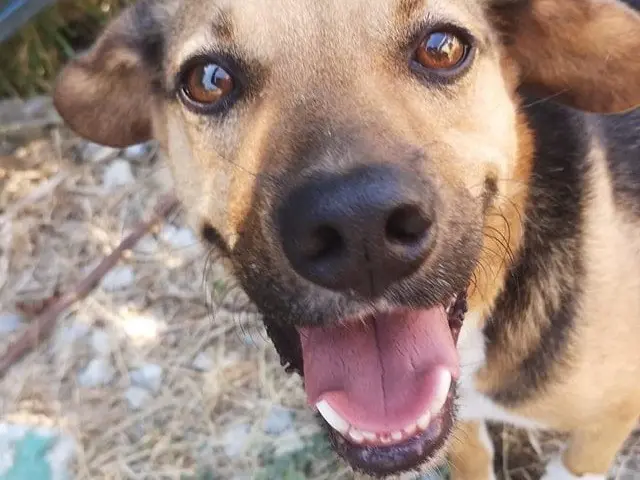 Adozione cane, maschio, Razza sconosciuta Razza sconosciuta, 9 anni e 11 mesi, taglia media, Catanzaro