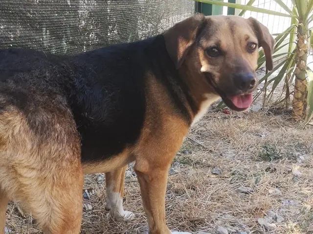 Vuoi adottare un cane a Catanzaro?