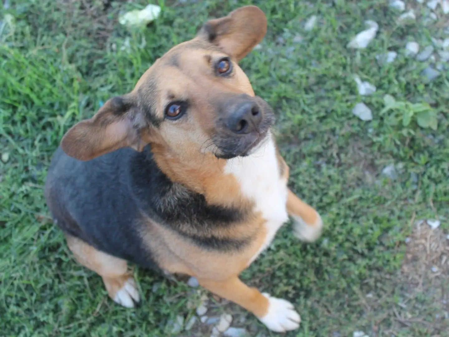 Adotta il cane Gerry a Catanzaro