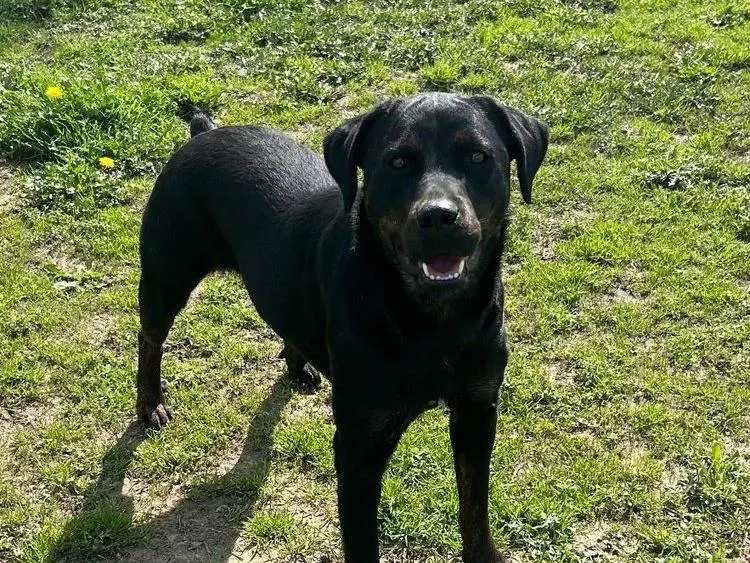 Adotta un cane, femmina, 4 anni, Pavia