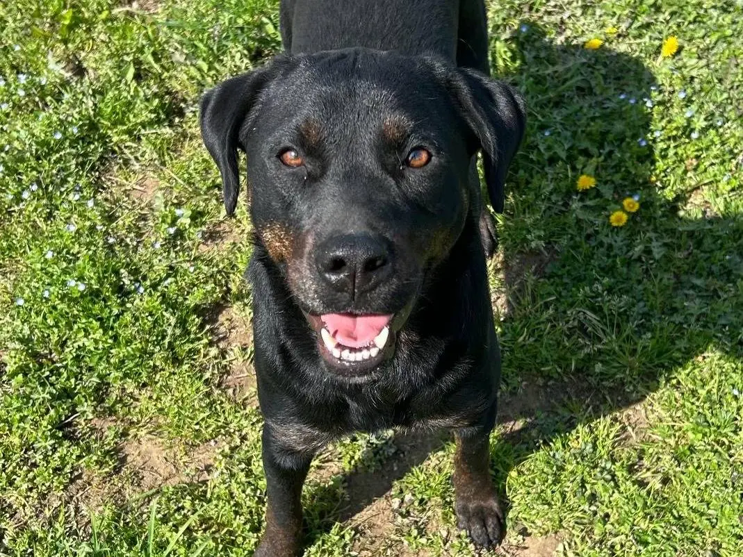 Adozione cane, femmina, Rottweiler Razza sconosciuta, 4 anni, taglia media, Pavia