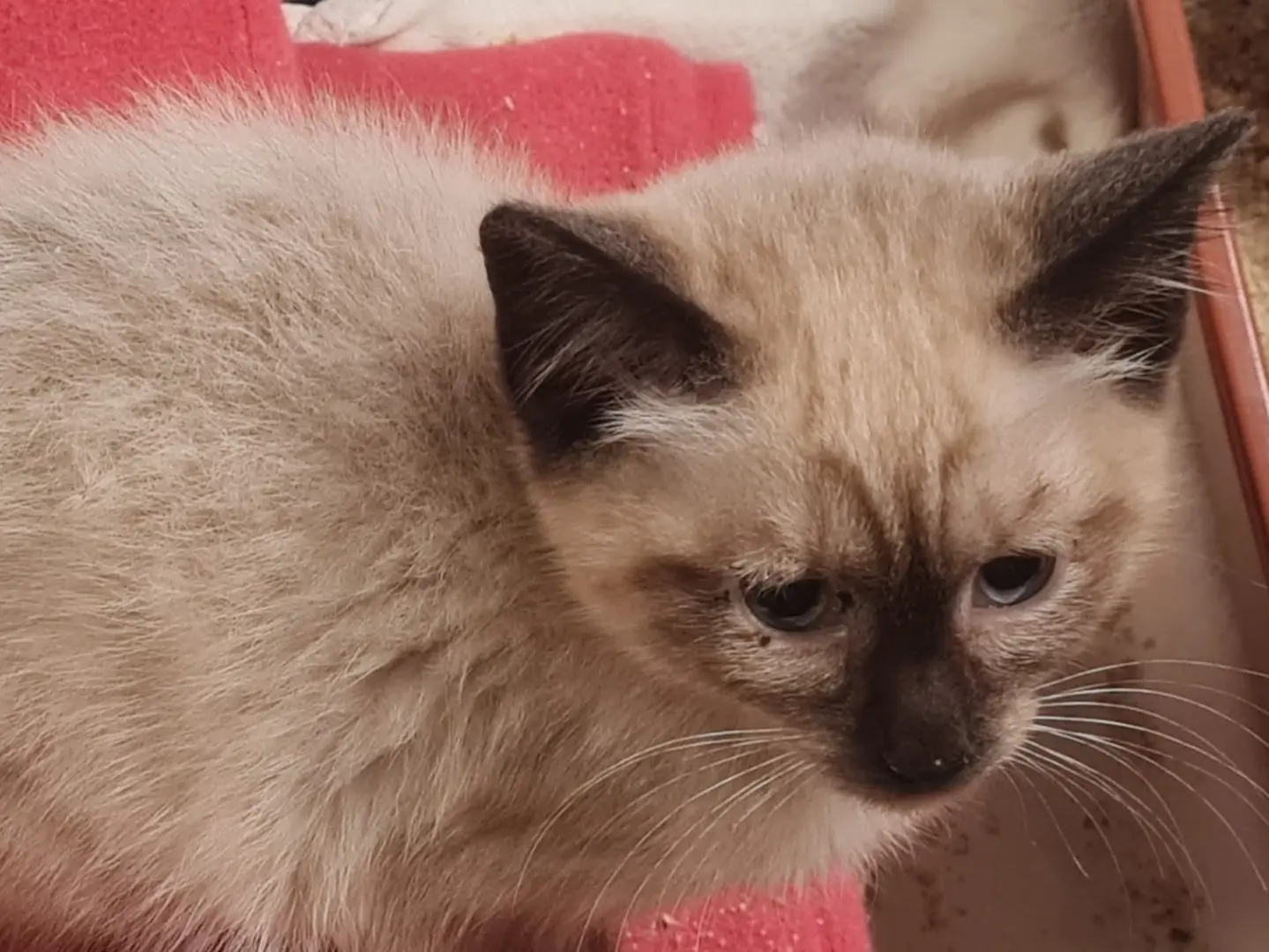 Adotta un gatto, maschio, 5 mesi, Trento
