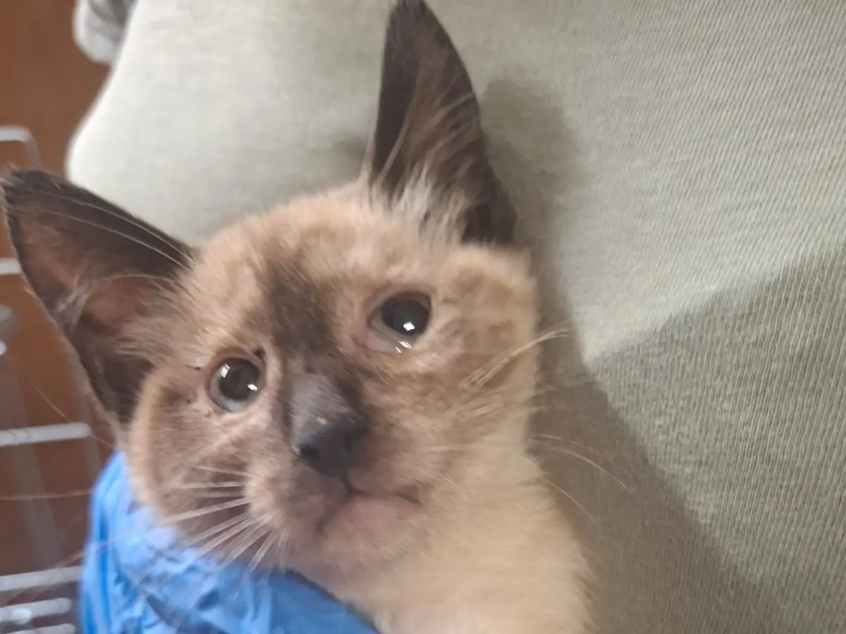 Adotta un gatto, taglia non valida, maschio, Trento