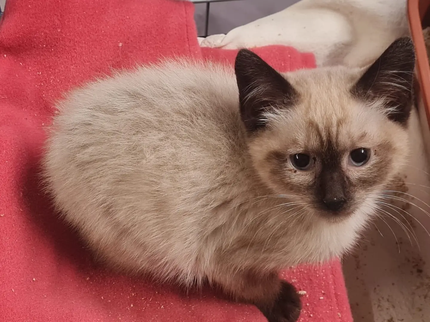 Adozione gatto, maschio, Siamese Razza sconosciuta, 5 mesi, taglia non valida, Trento