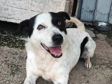 Adozione cane, maschio, Razza sconosciuta Razza sconosciuta, 8 anni e 10 mesi, taglia piccola, Napoli