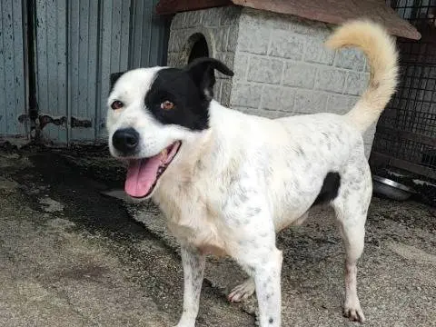 Adotta un cane, maschio, 8 anni e 10 mesi, Napoli
