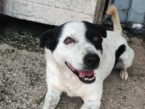 Adotta un cane, taglia piccola, maschio, Napoli