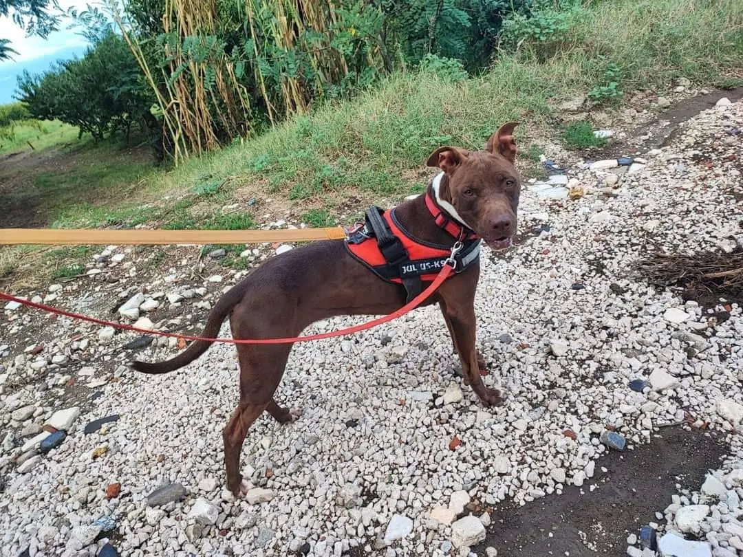 Adozione cane, femmina, Pitbull, 5 anni e 9 mesi, taglia media, Napoli