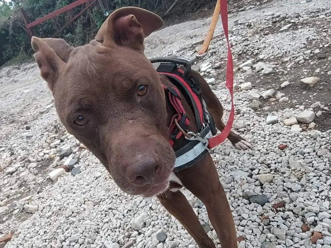 Adotta un cane, taglia media, femmina, Napoli