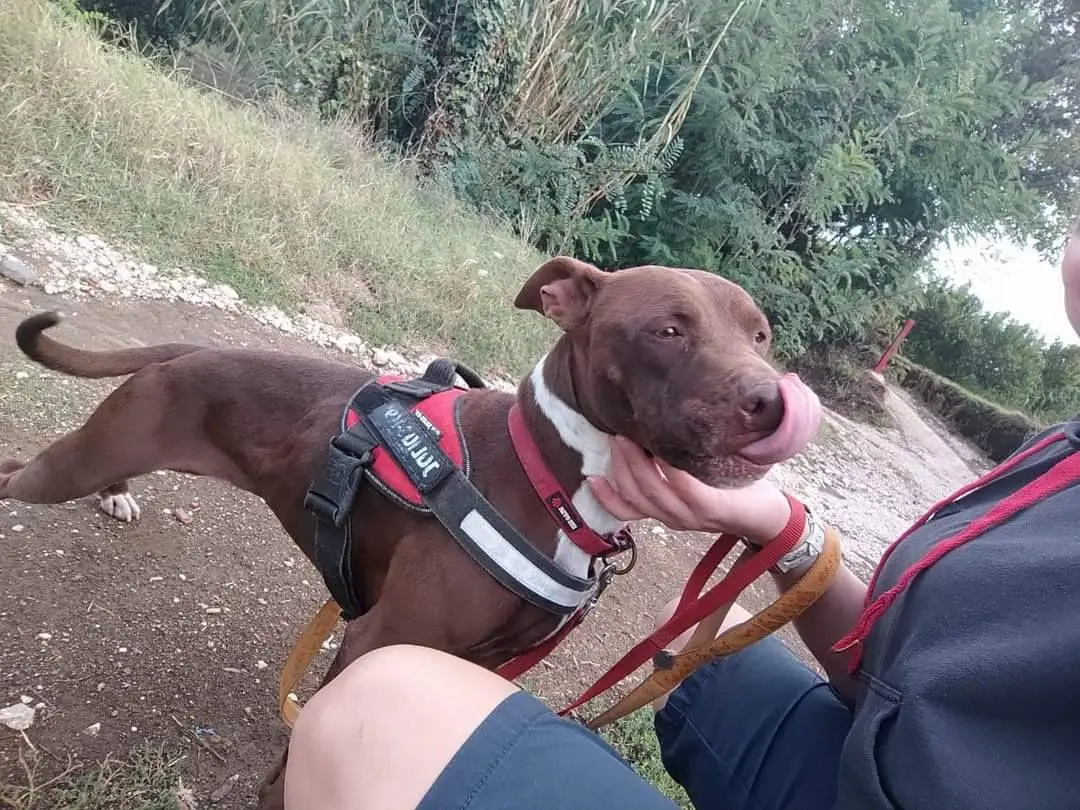 Adotta un cane, femmina, 5 anni e 9 mesi, Napoli