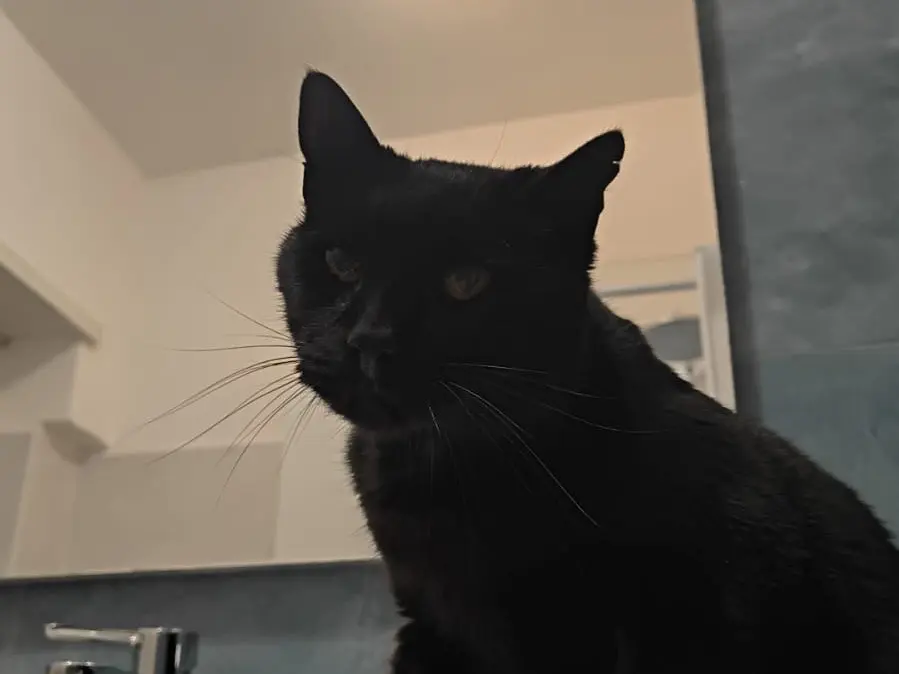 Adotta un gatto, femmina, 11 anni e 9 mesi, Teramo