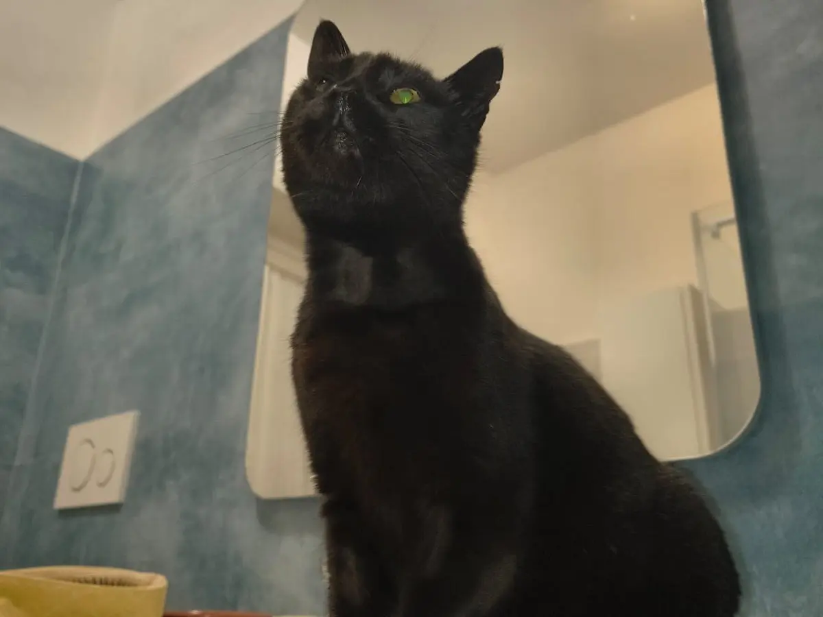 Vuoi adottare un gatto a Teramo?
