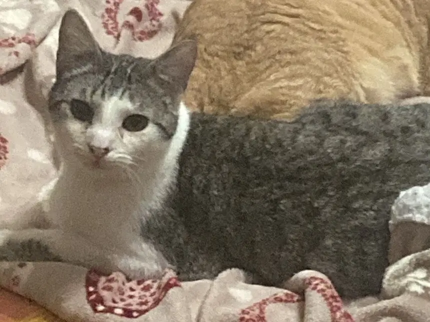 Adozione gatto, maschio, Razza sconosciuta Razza sconosciuta, 1 anno e 6 mesi, taglia non valida, Torino