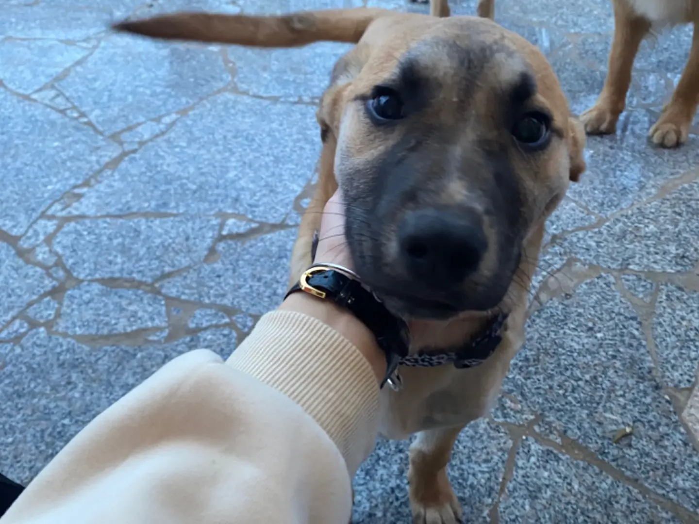 Vuoi adottare un cane a Ragusa?