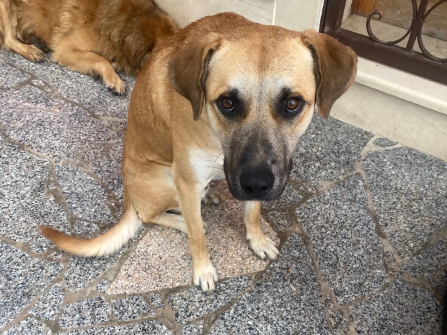 Adotta un cane, maschio, 2 anni e 11 mesi, Ragusa