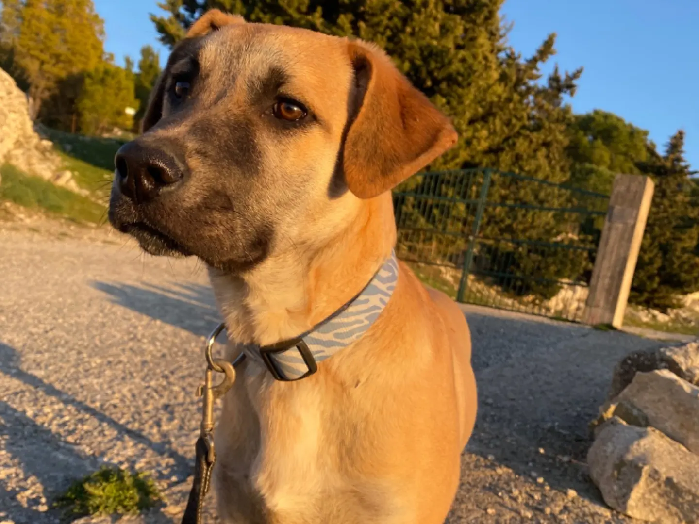 Adotta un cane, taglia media contenuta, maschio, Ragusa