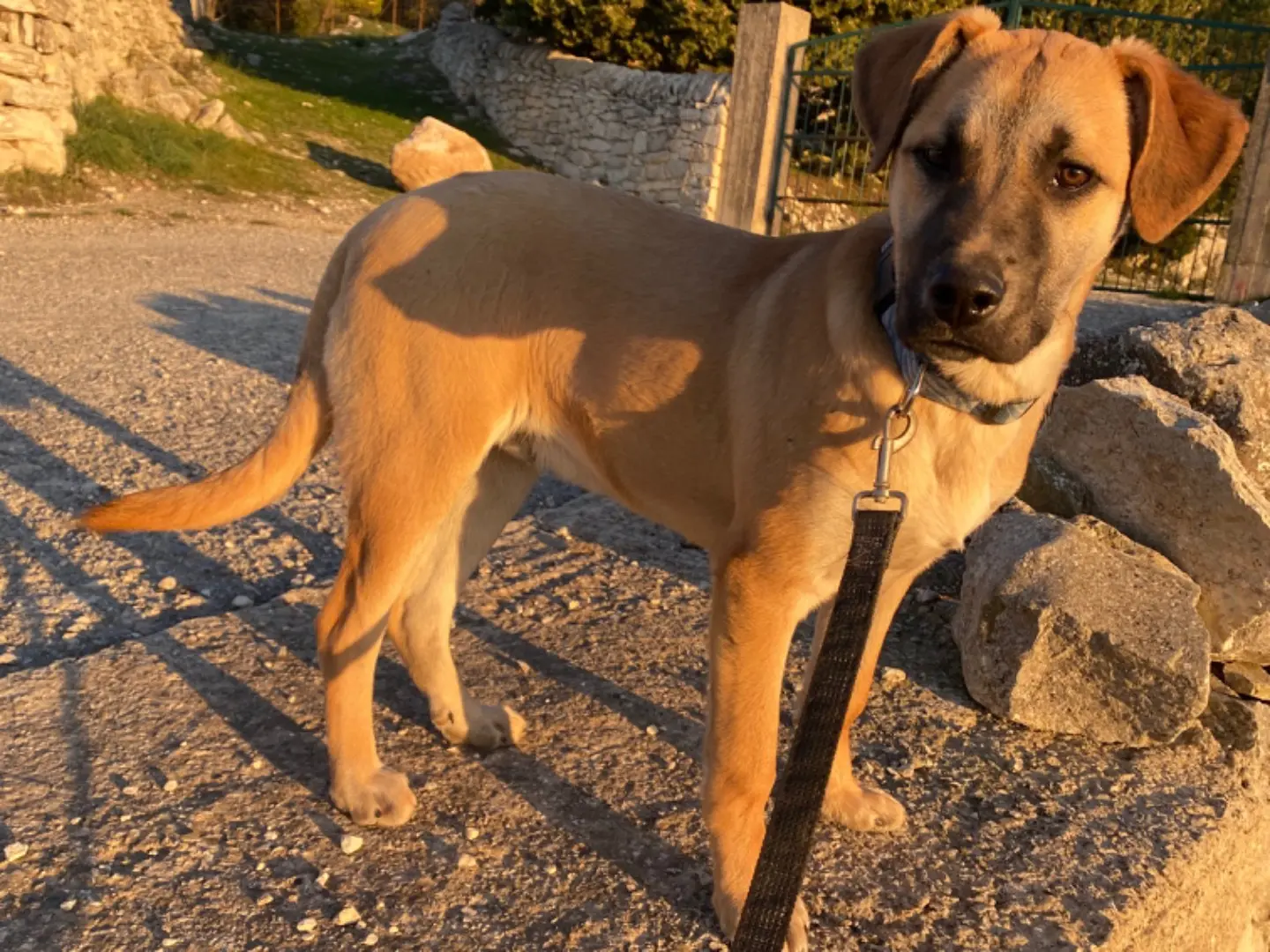 Adozione cane, maschio, Razza sconosciuta Razza sconosciuta, 2 anni e 11 mesi, taglia media contenuta, Ragusa