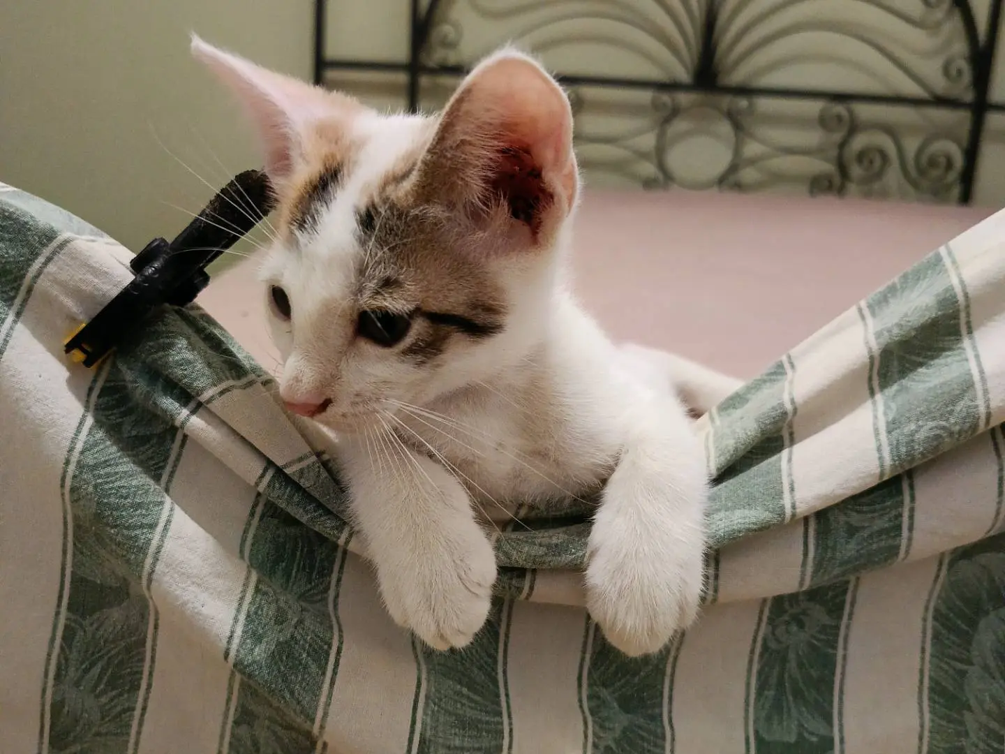 Vuoi adottare un gatto a Siracusa?