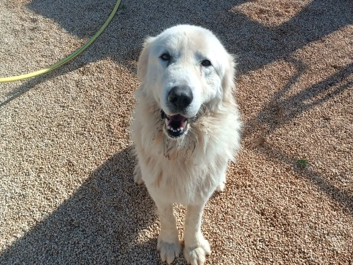 Adotta il cane Peter a Bari
