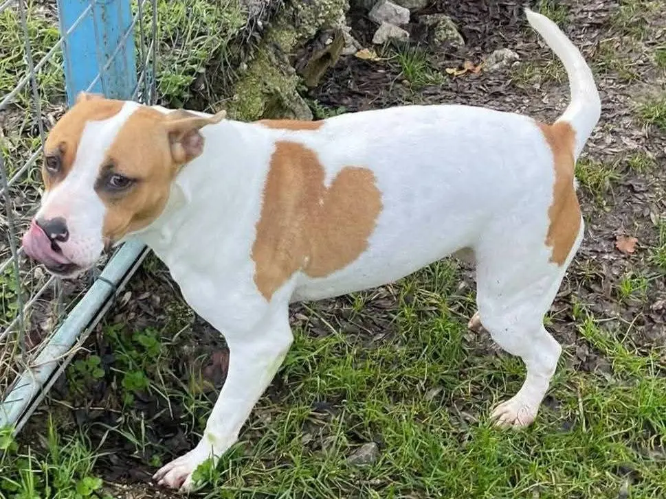 Adozione cane, femmina, Pitbull Razza sconosciuta, 3 anni e 9 mesi, taglia media contenuta, Frosinone