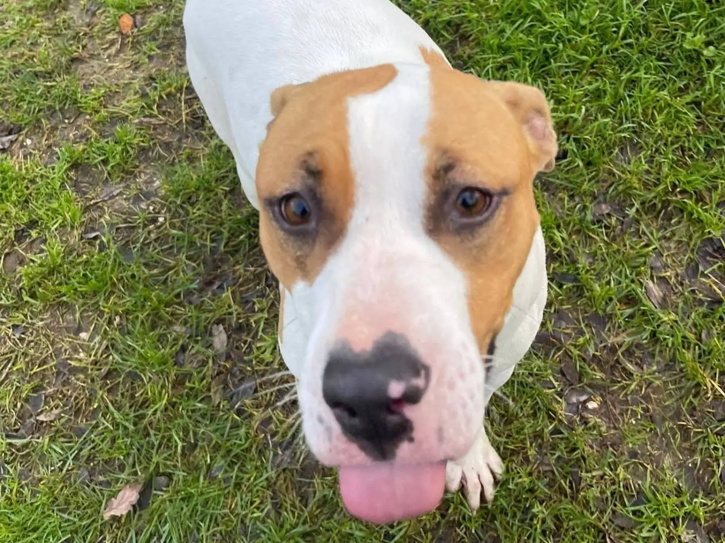 Adotta un cane, femmina, 3 anni e 9 mesi, Frosinone