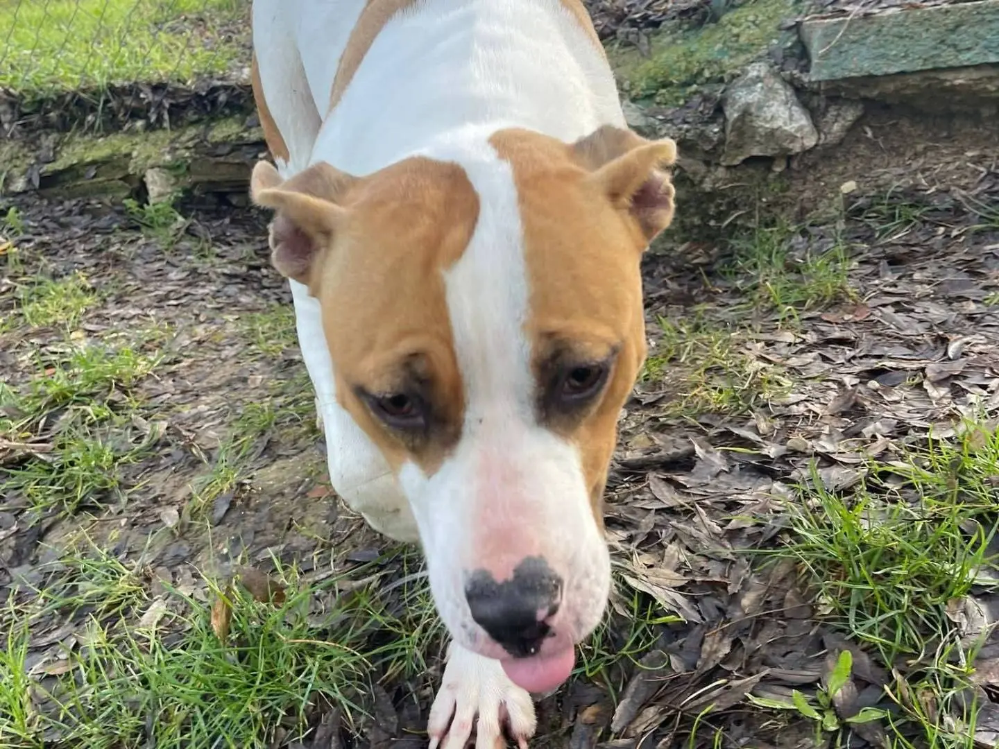 Adotta un cane, taglia media contenuta, femmina, Frosinone