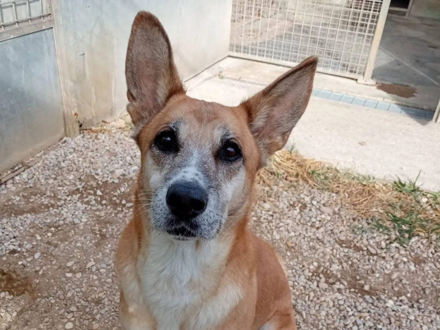 Adozione cane, femmina, Pastore tedesco Razza sconosciuta, 13 anni e 4 mesi, taglia grande, Roma