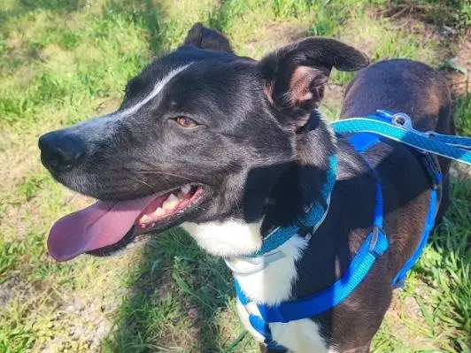 Adotta un cane, maschio, 2 anni e 10 mesi, Napoli