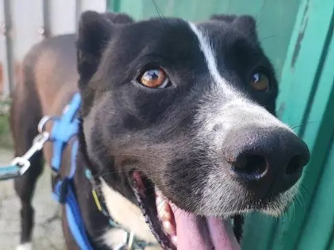 Adozione cane, maschio, Razza sconosciuta Razza sconosciuta, 2 anni e 10 mesi, taglia piccola, Napoli