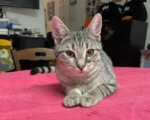 Adozione gatto, femmina, meticcio, 4 anni e 3 mesi, taglia non valida, Piacenza