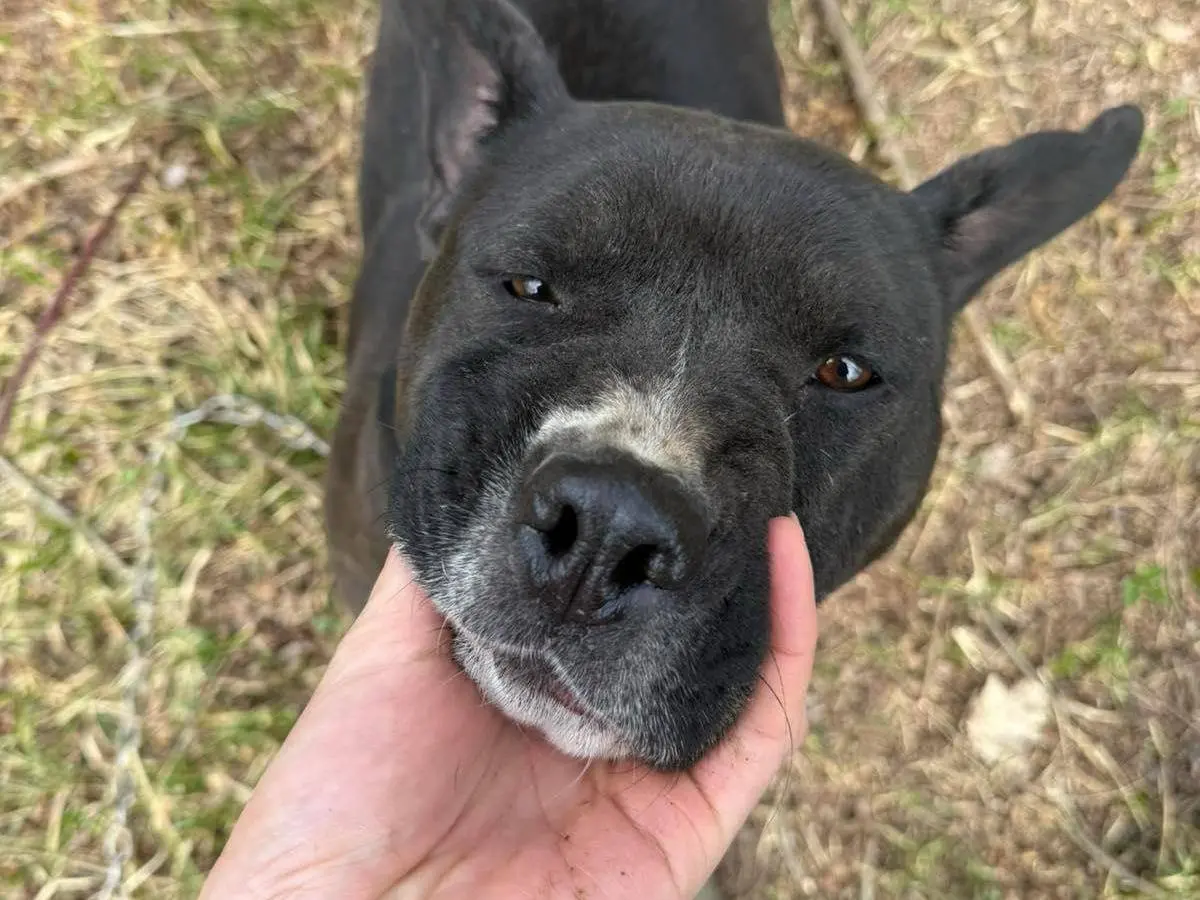 Adotta un cane, femmina, 6 anni e 3 mesi, Firenze