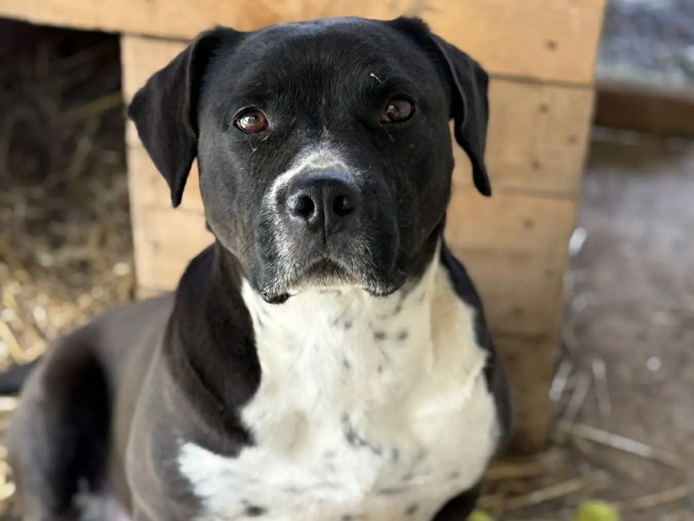 Adotta un cane, taglia media, femmina, Firenze