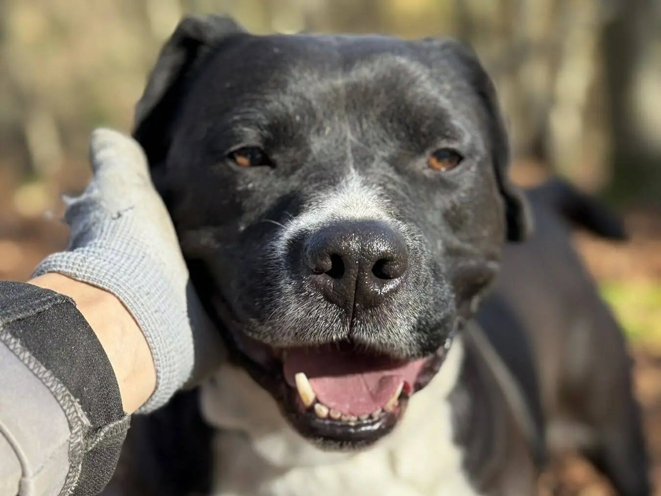 Vuoi adottare un cane a Firenze?