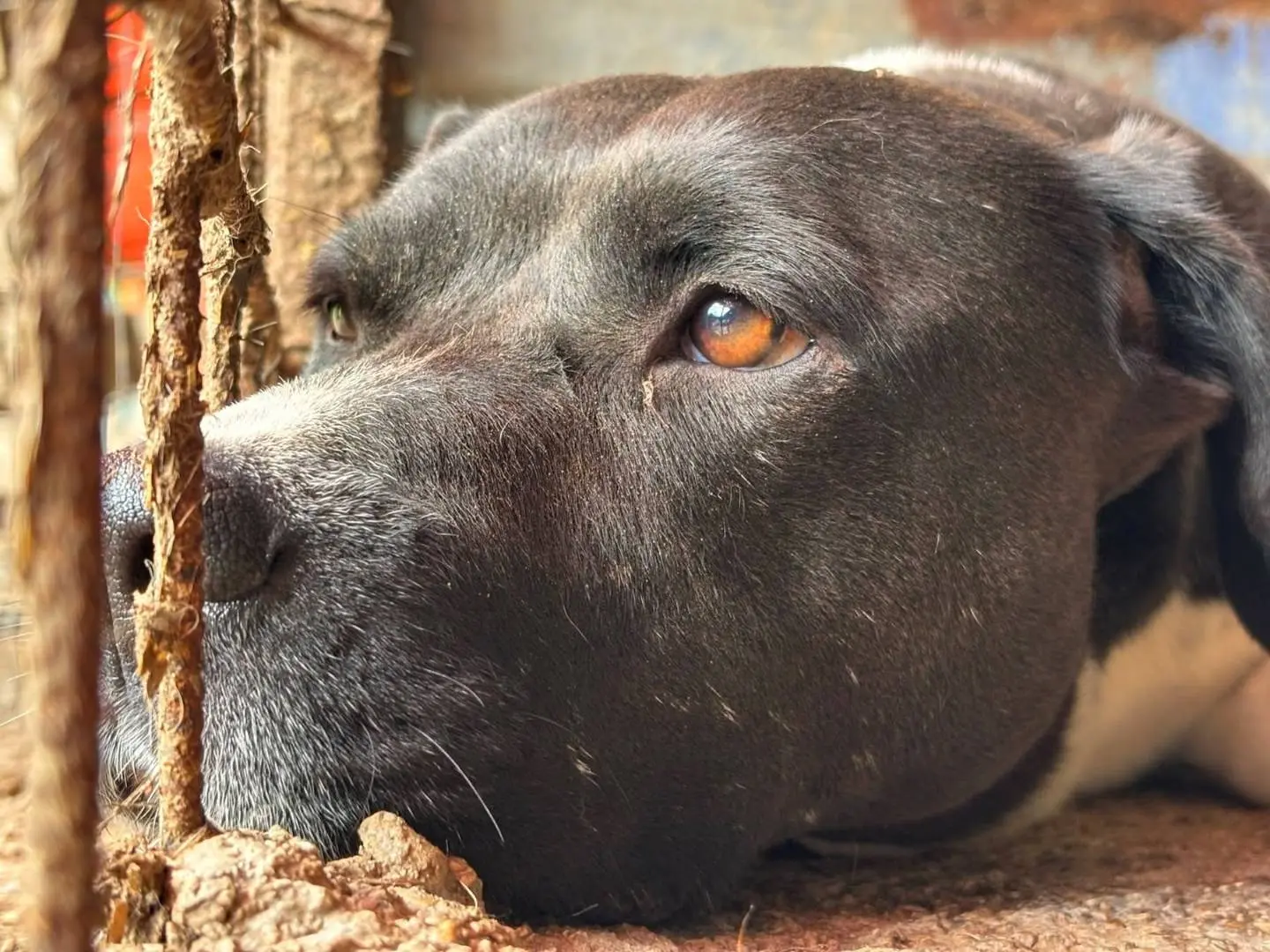 Adozione cane, femmina, Staffordshire Bull terrier Razza sconosciuta, 6 anni e 3 mesi, taglia media, Firenze