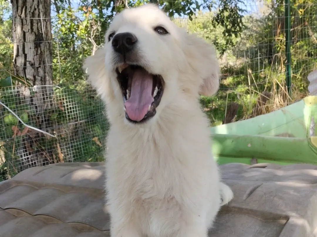 Vuoi adottare un cane a Vibo?