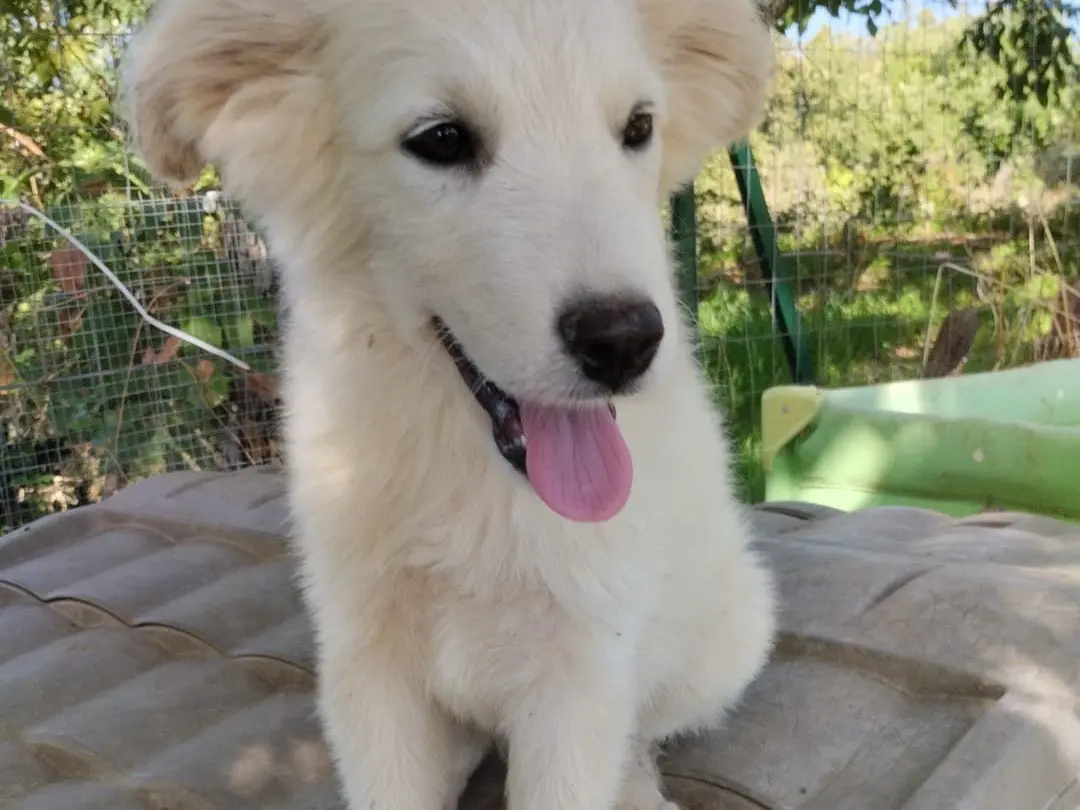 Adozione cane, maschio, Razza sconosciuta Razza sconosciuta, 4 mesi, taglia media, Vibo