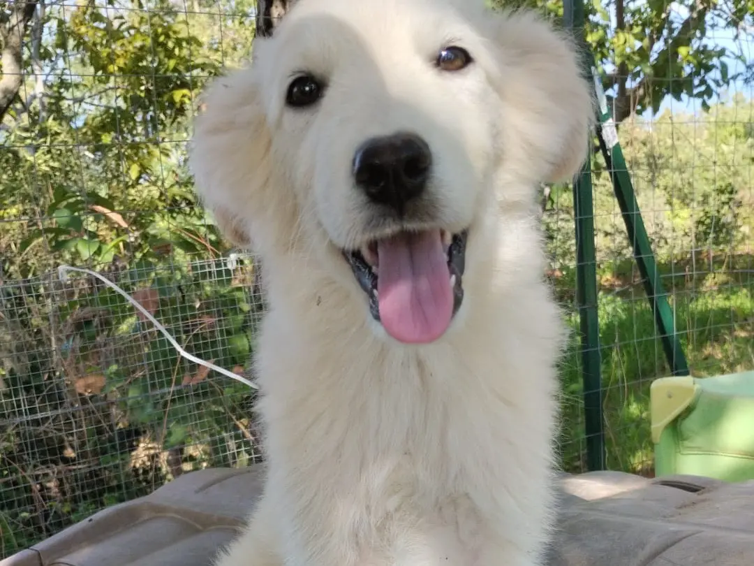 Adotta un cane, maschio, 4 mesi, Vibo