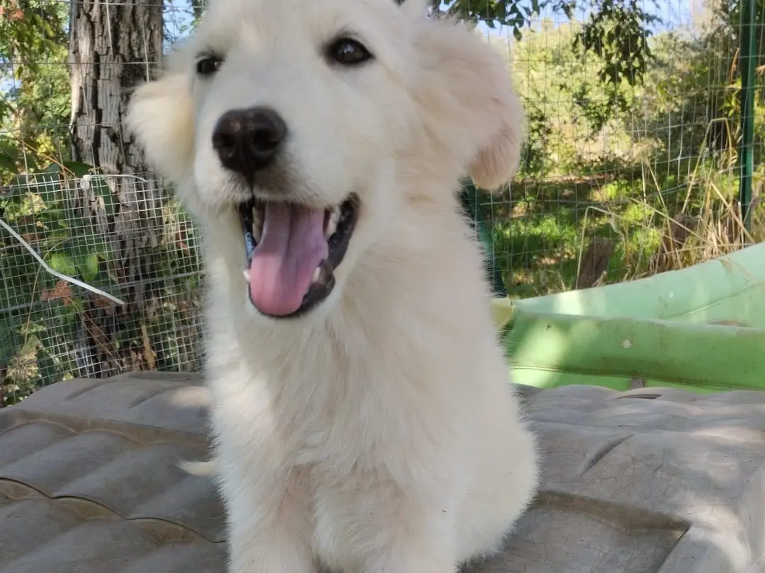 Adotta un cane, taglia media, maschio, Vibo