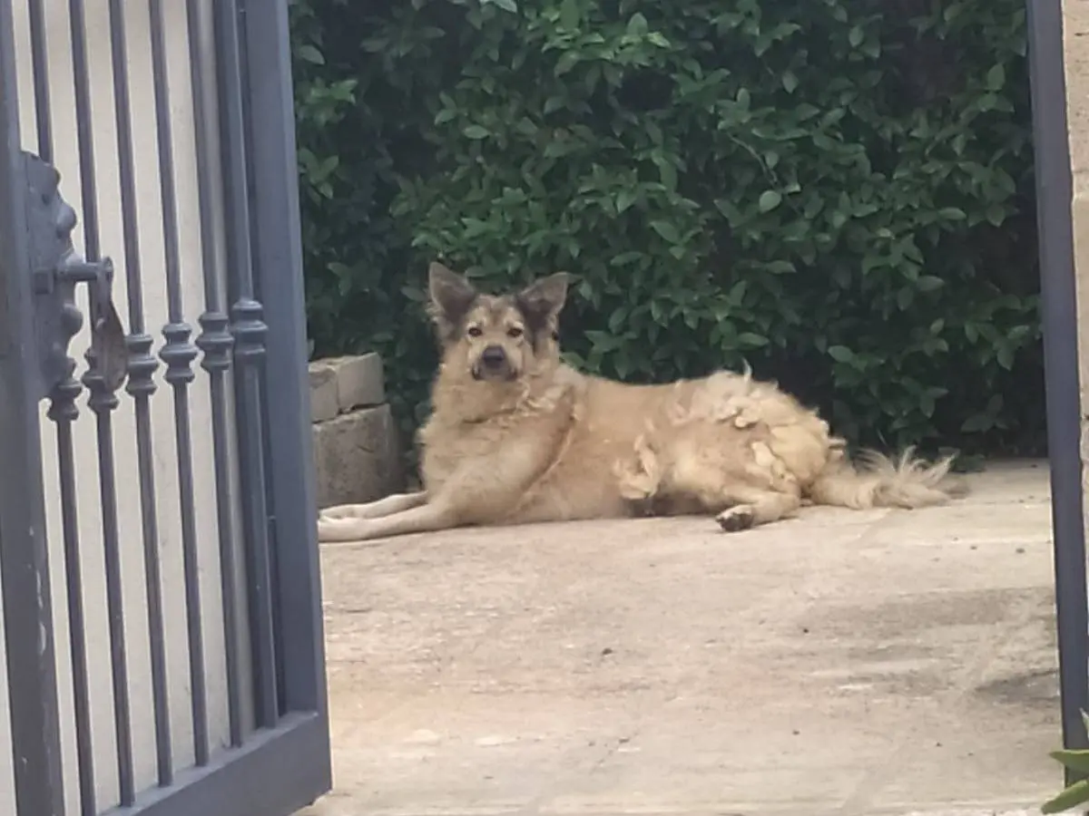 Vuoi adottare un cane a Lecce?