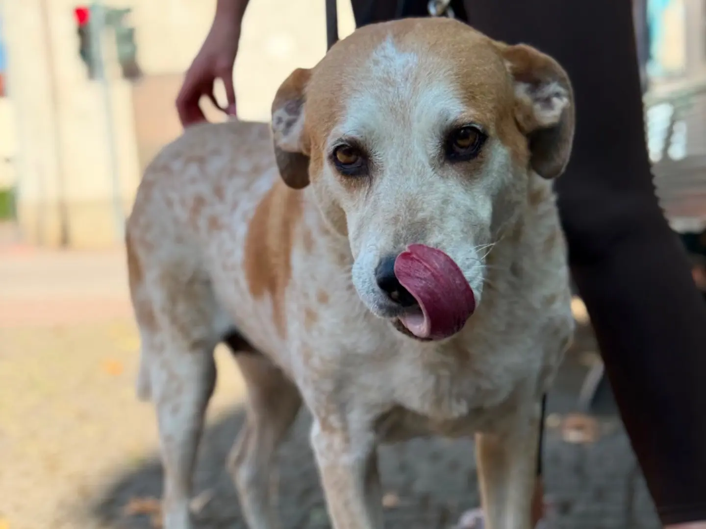 Adotta un cane, femmina, 8 anni e 1 mese, Milano
