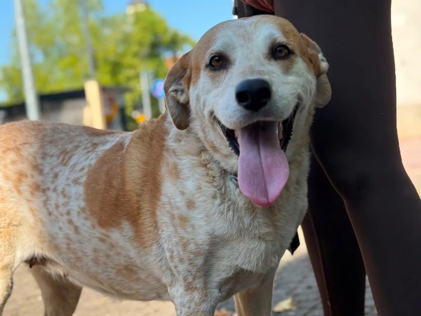 Adozione cane, femmina, Razza sconosciuta Razza sconosciuta, 8 anni e 1 mese, taglia gigante, Milano