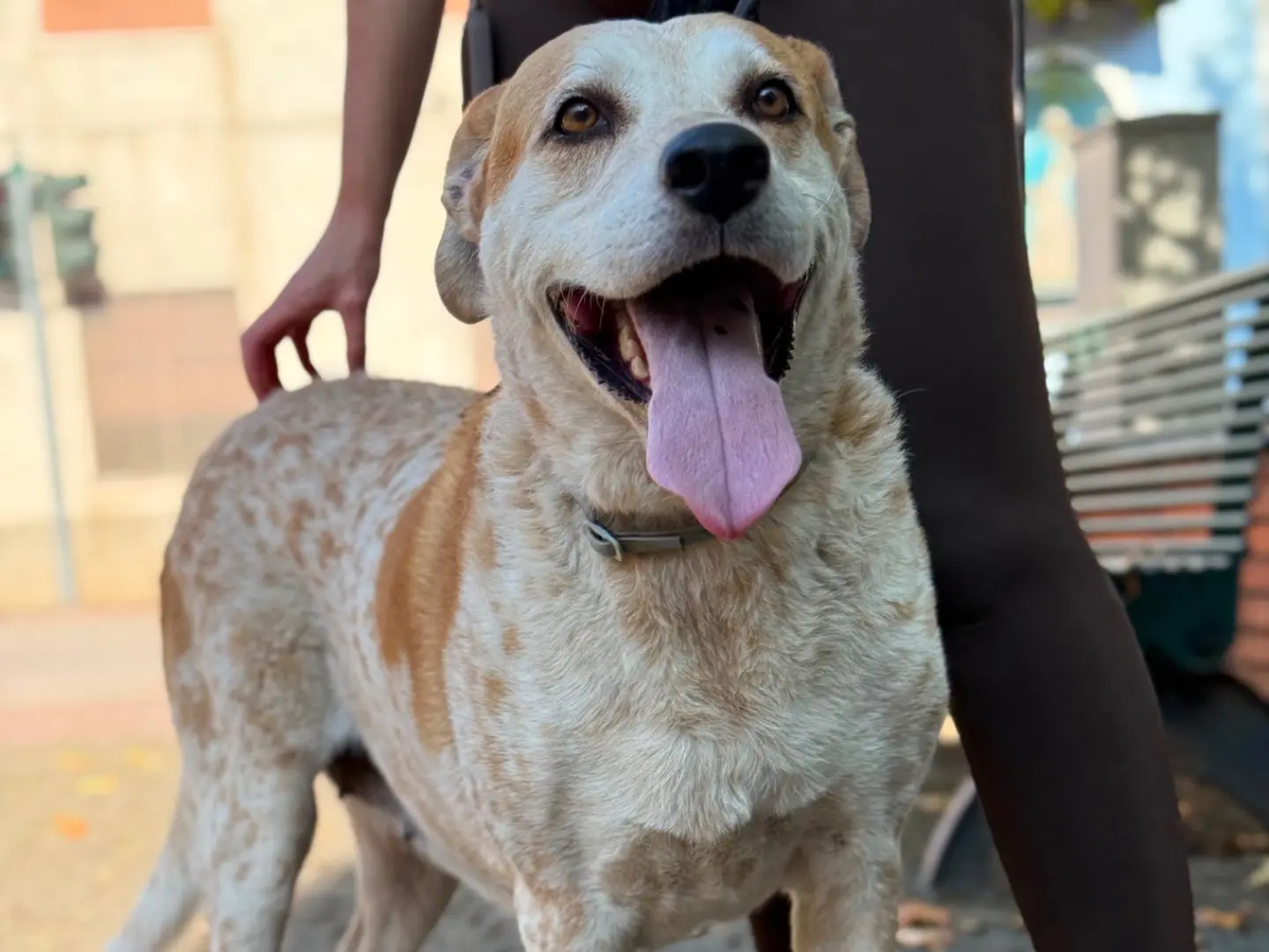 Adotta un cane, taglia gigante, femmina, Milano