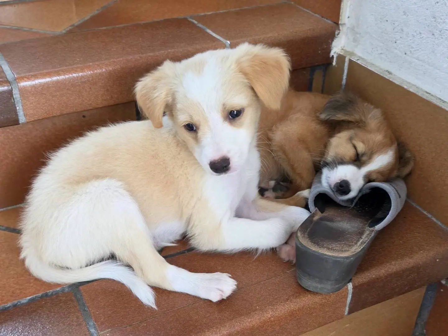 Adozione cane, maschio, Razza sconosciuta Razza sconosciuta, 6 mesi, taglia media contenuta, Frosinone