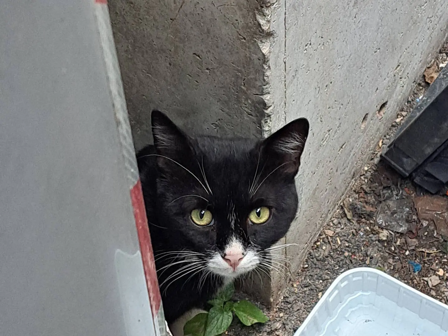 Adotta un gatto, maschio, 1 anno e 6 mesi, Napoli