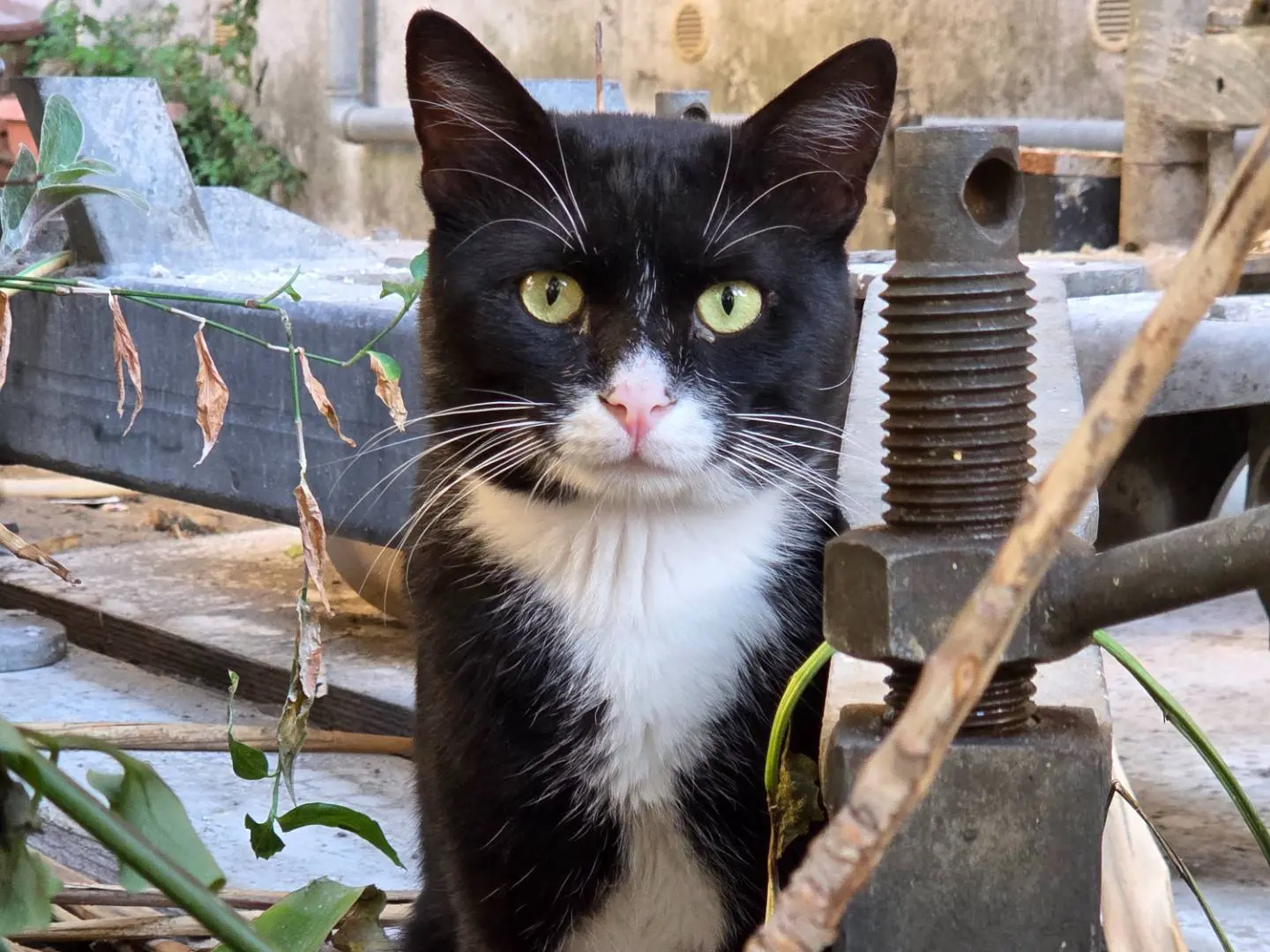 Adozione gatto, maschio, Razza sconosciuta Razza sconosciuta, 1 anno e 6 mesi, taglia non valida, Napoli