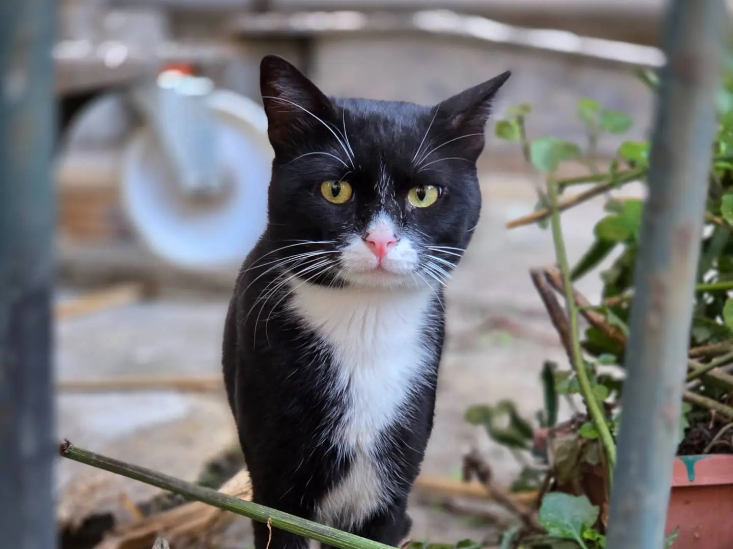 Adotta un gatto, taglia non valida, maschio, Napoli
