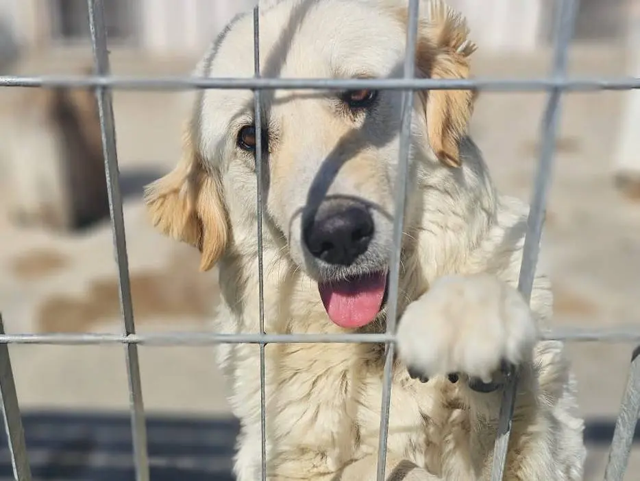 Adozione cane, maschio, Golden Retriever Razza sconosciuta, 2 anni e 6 mesi, taglia grande, Napoli